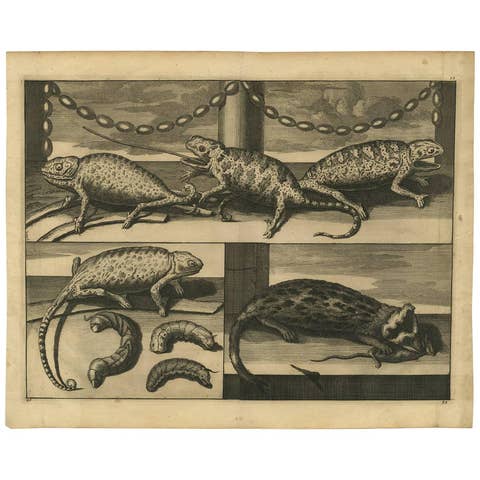 Antique Engraving of Chameleons and Rodents, Circa 1700
