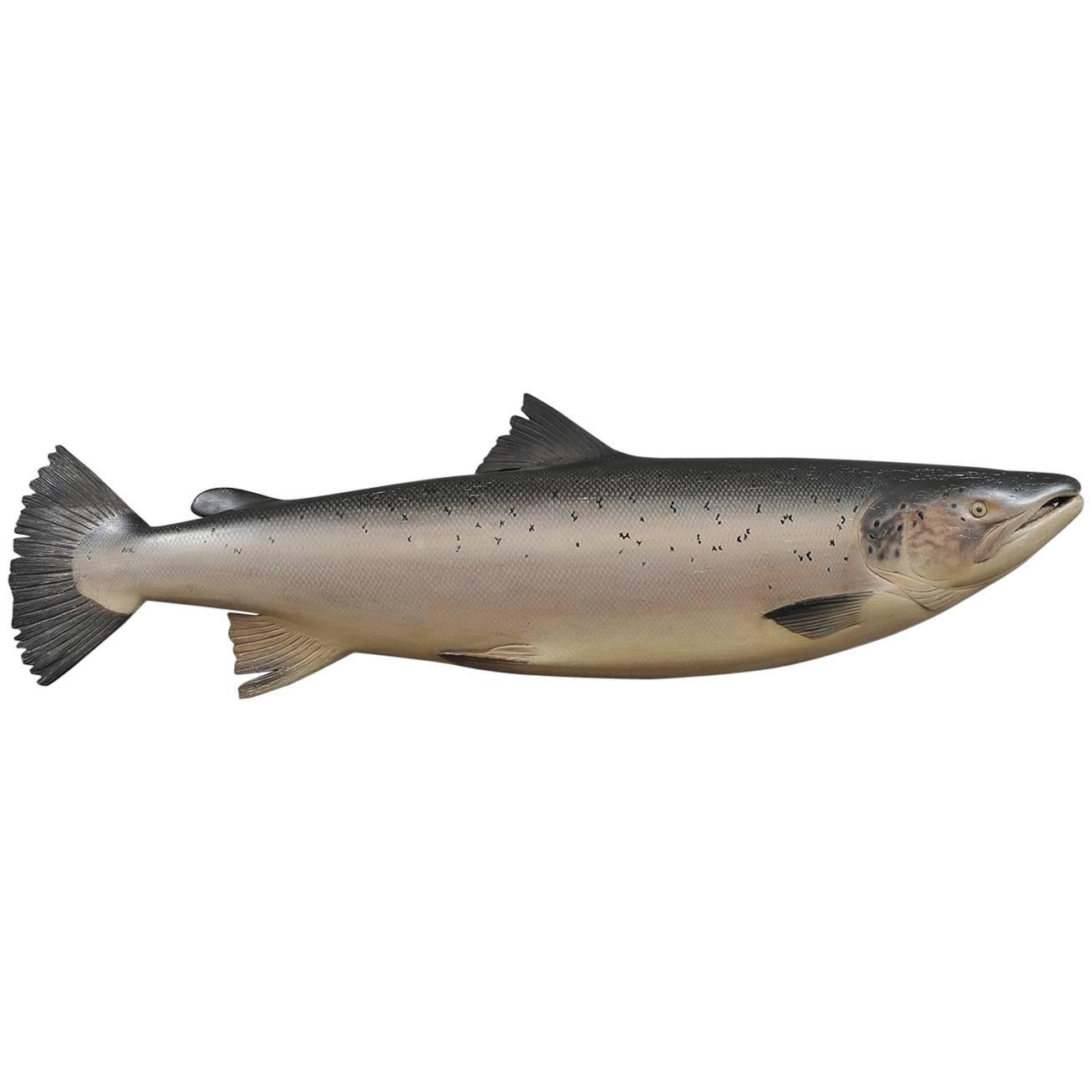Atlantic Salmon For Sale