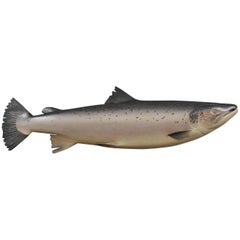 Atlantic Salmon