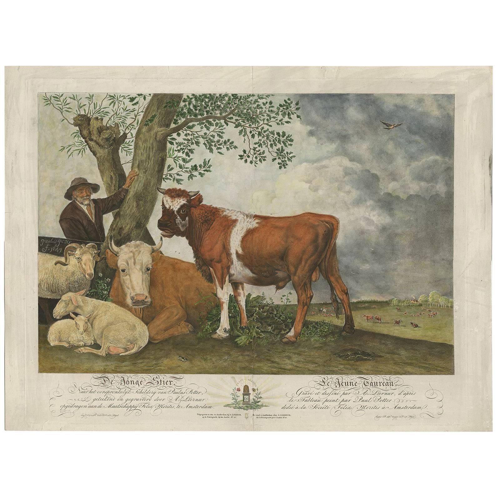 Antique Print of a Bull-Calf, Made After the Painting of Paulus Potter