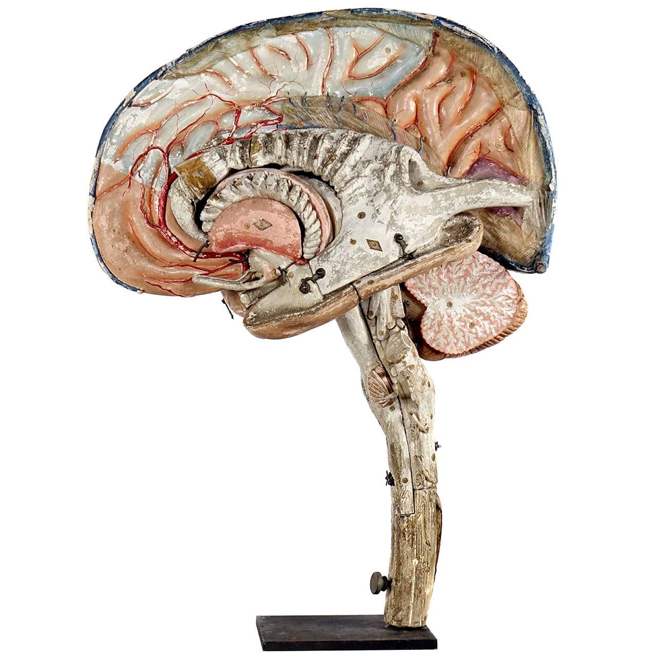 Large 19th Century Dr. Auzoux Paper Mache Model of Brain