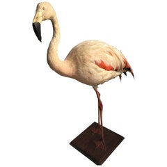 Taxidermy Flamingo