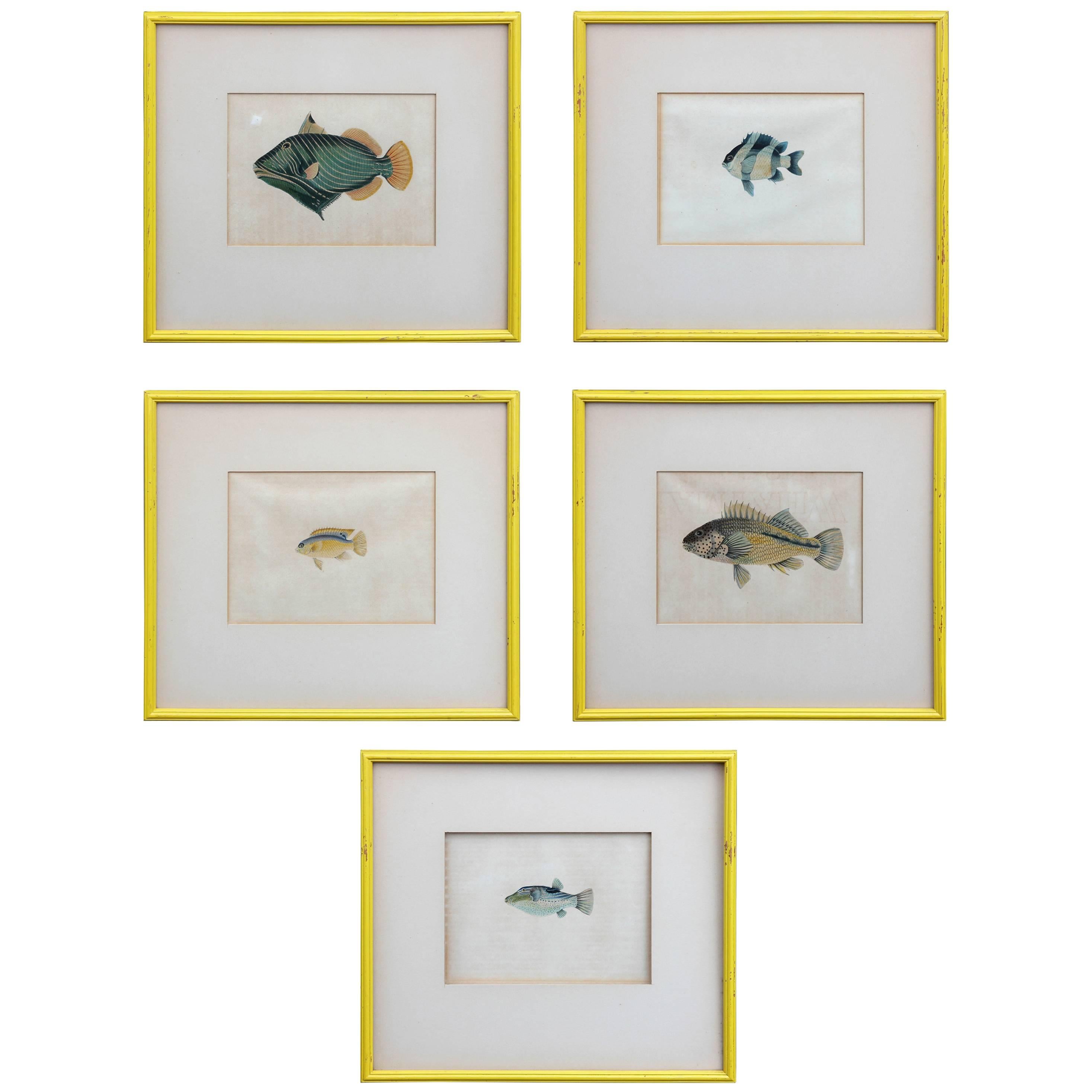 Early Hand-Colored 19th Century Fish Prints Set of Five