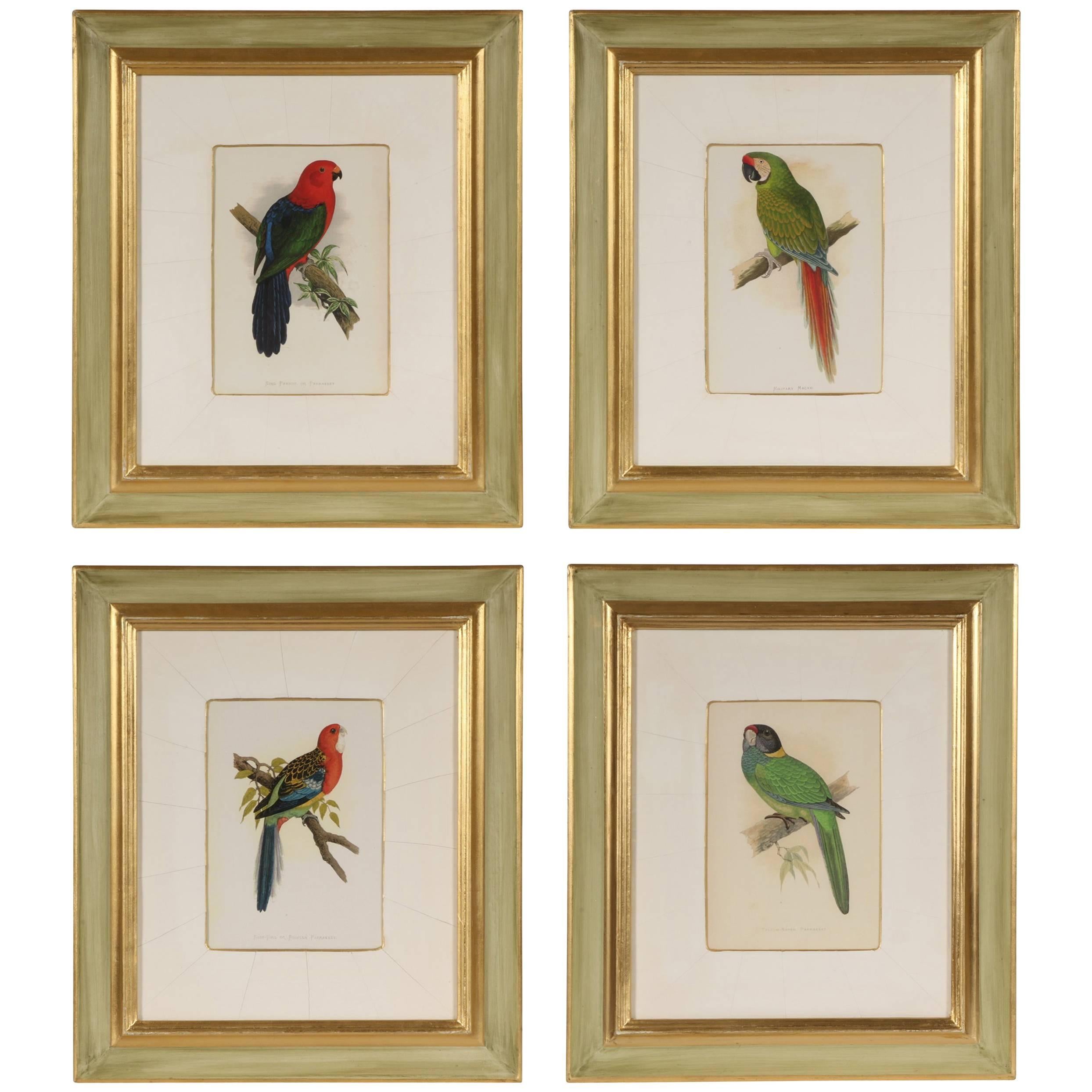 Set of Four Framed Prints of Parrots