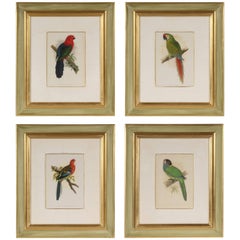 Set of Four Framed Prints of Parrots Set of Four Framed Prints of Parrots