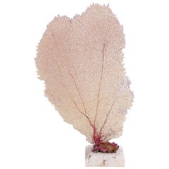 Natural Bahama Sea Fan on Coquina Stone