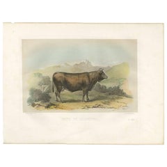 Antique Bull Print 'Vache De Zillerthal' by E. Baudement, circa 1862