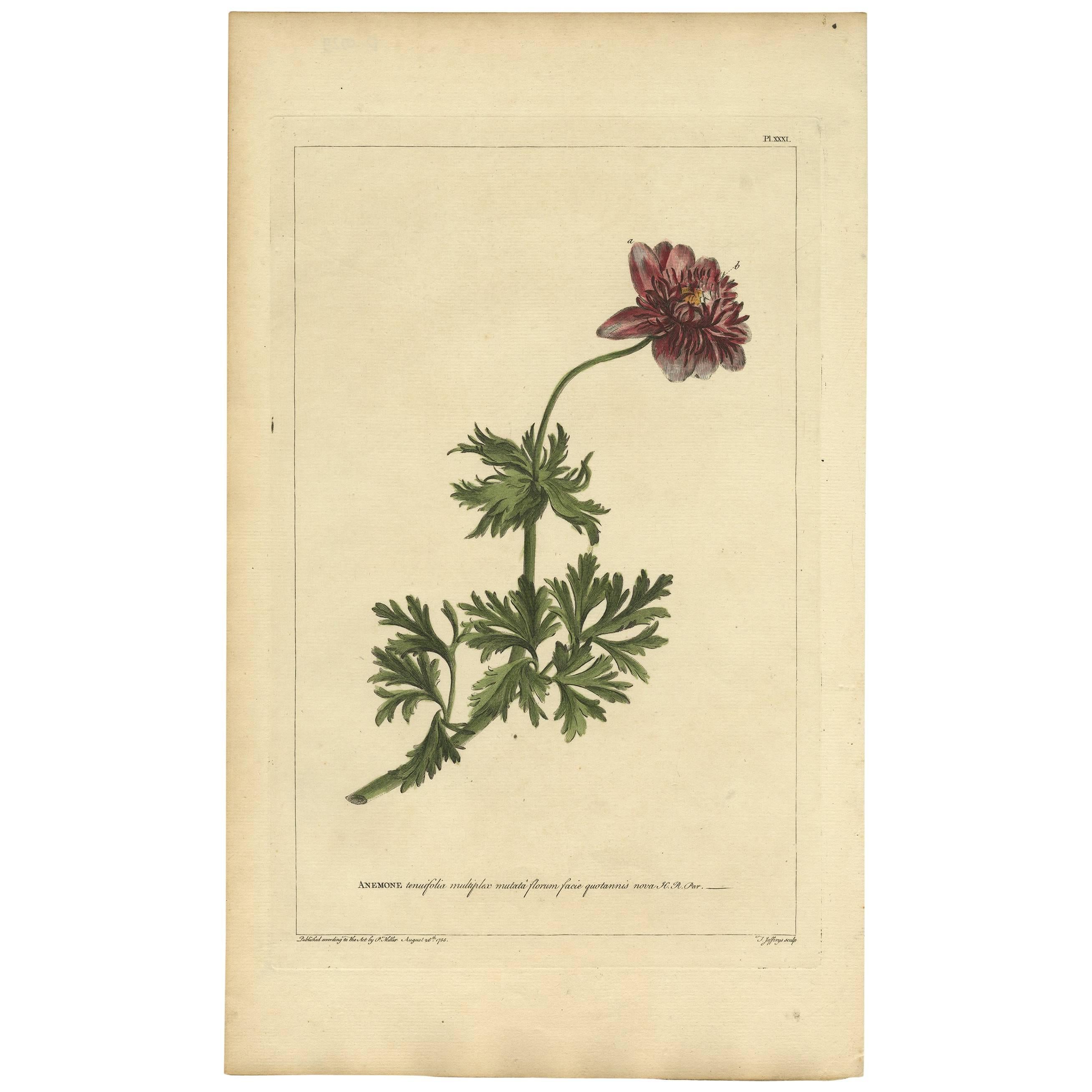 Antique Flower Print 'Anemone' by P. Miller, 1755
