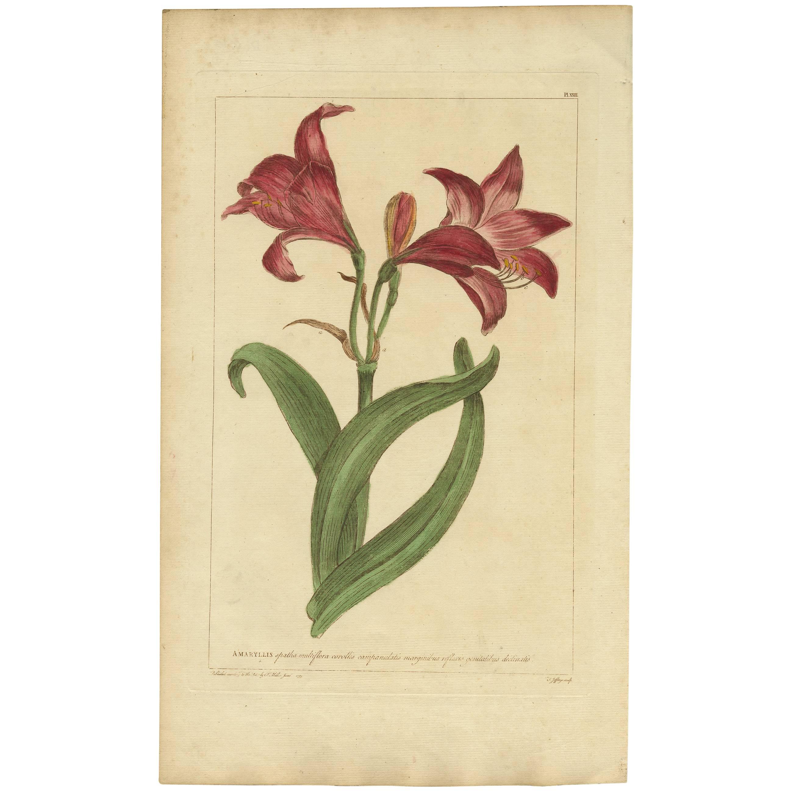Antique Flower Print 'Amaryllis' by P. Miller, 1755