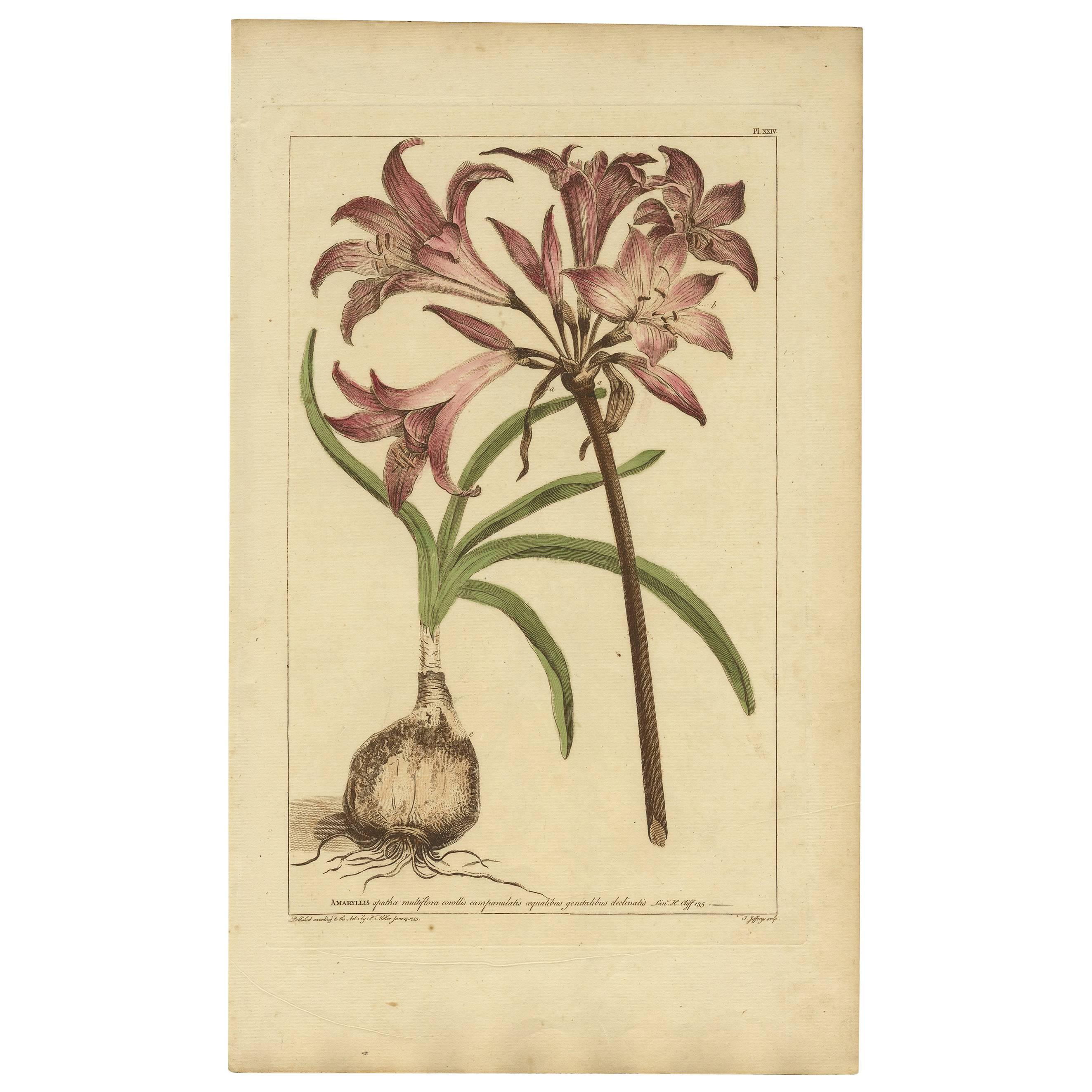 Beautiful Decorative Original Hand-tinted Antique Flower Print 'Amaryllis', 1755