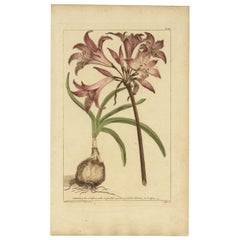 Magnifique vase décoratif original teinté à la main à imprimé de fleurs anciennes « Ameuryllis », 1755
