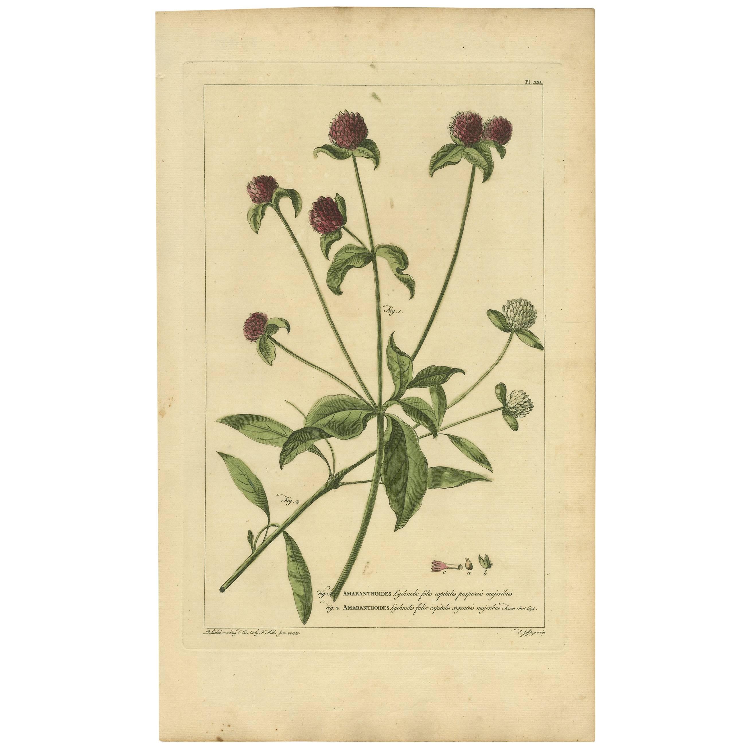 Antique Flower Print 'Amaranthoides' , 1755 For Sale