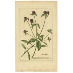 Imprimé floral antique Amaranthoides, 1755