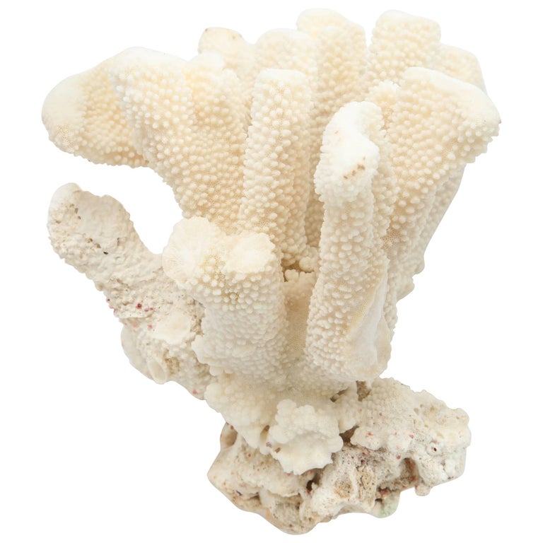 Coral, Vintage For Sale at 1stdibs