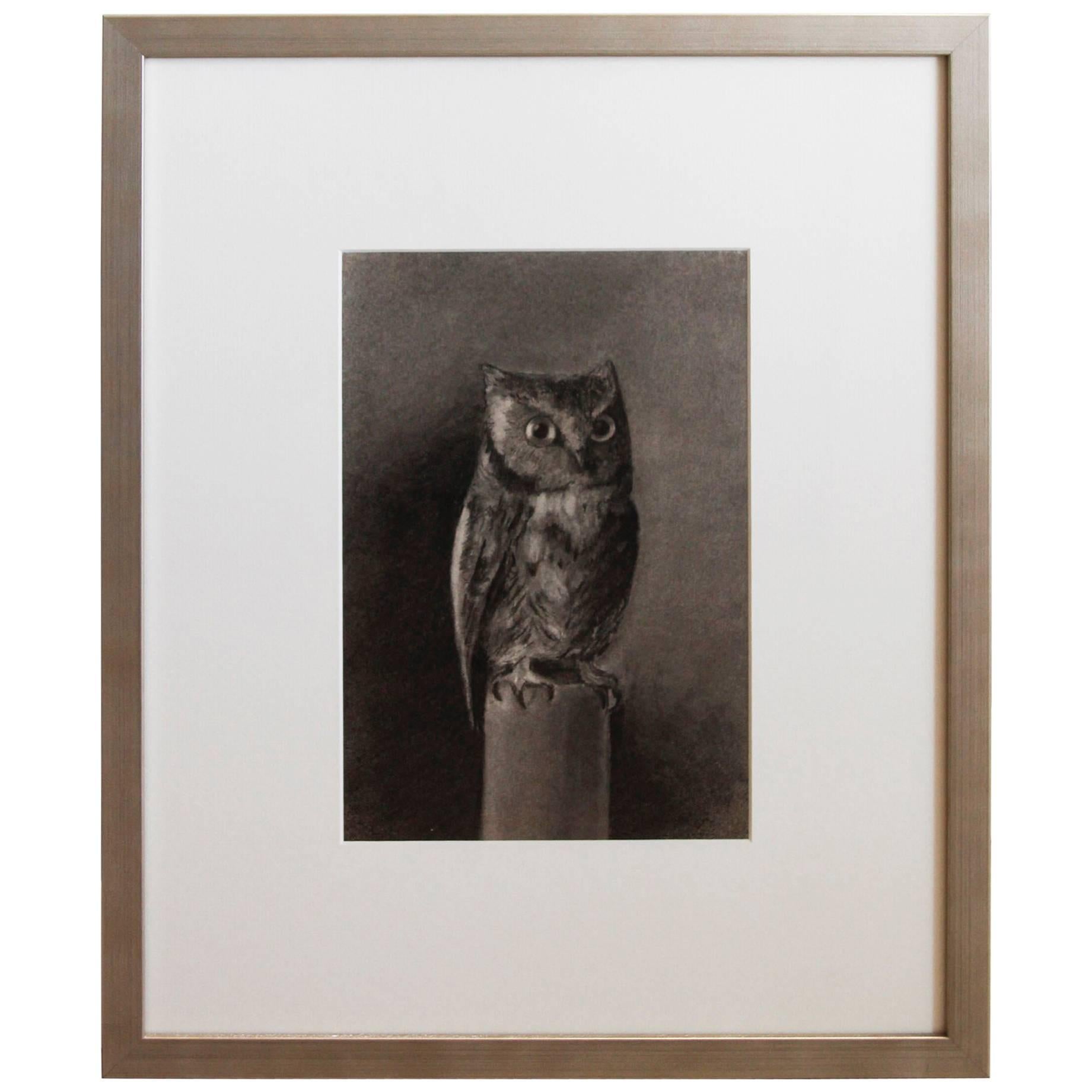 Turn of the Century Charcoal Drawing of Owl Signed  O' Donnell