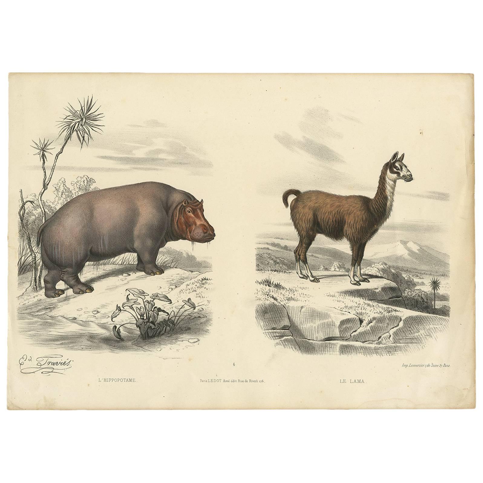 Antique Animal Print of a Rhino and Lama by Travies, circa 1860