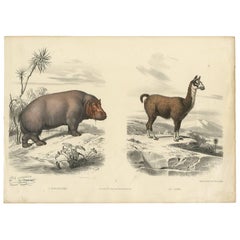 Antique Animal Print of a Rhino and Lama by Travies, circa 1860