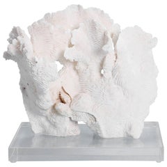 Exclusive Rugosa White Coral Sculpture Mounted on Lucite