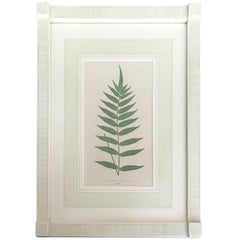 19th Century French Fern Lithograph