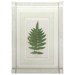 19th Century French Fern Lithograph