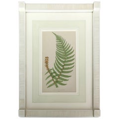 19th Century Fern Lithograph