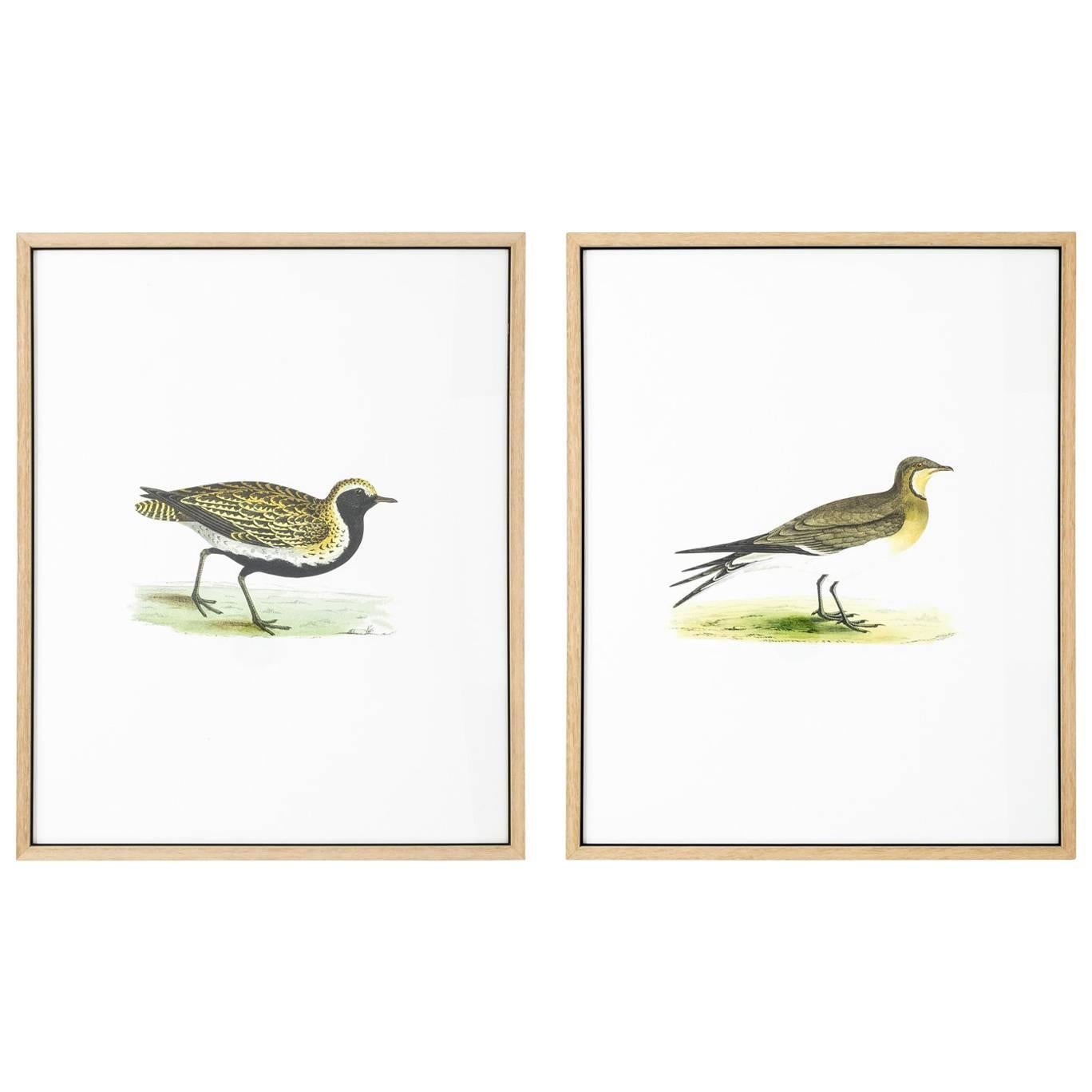 Pair of 19th Century Bird Prints