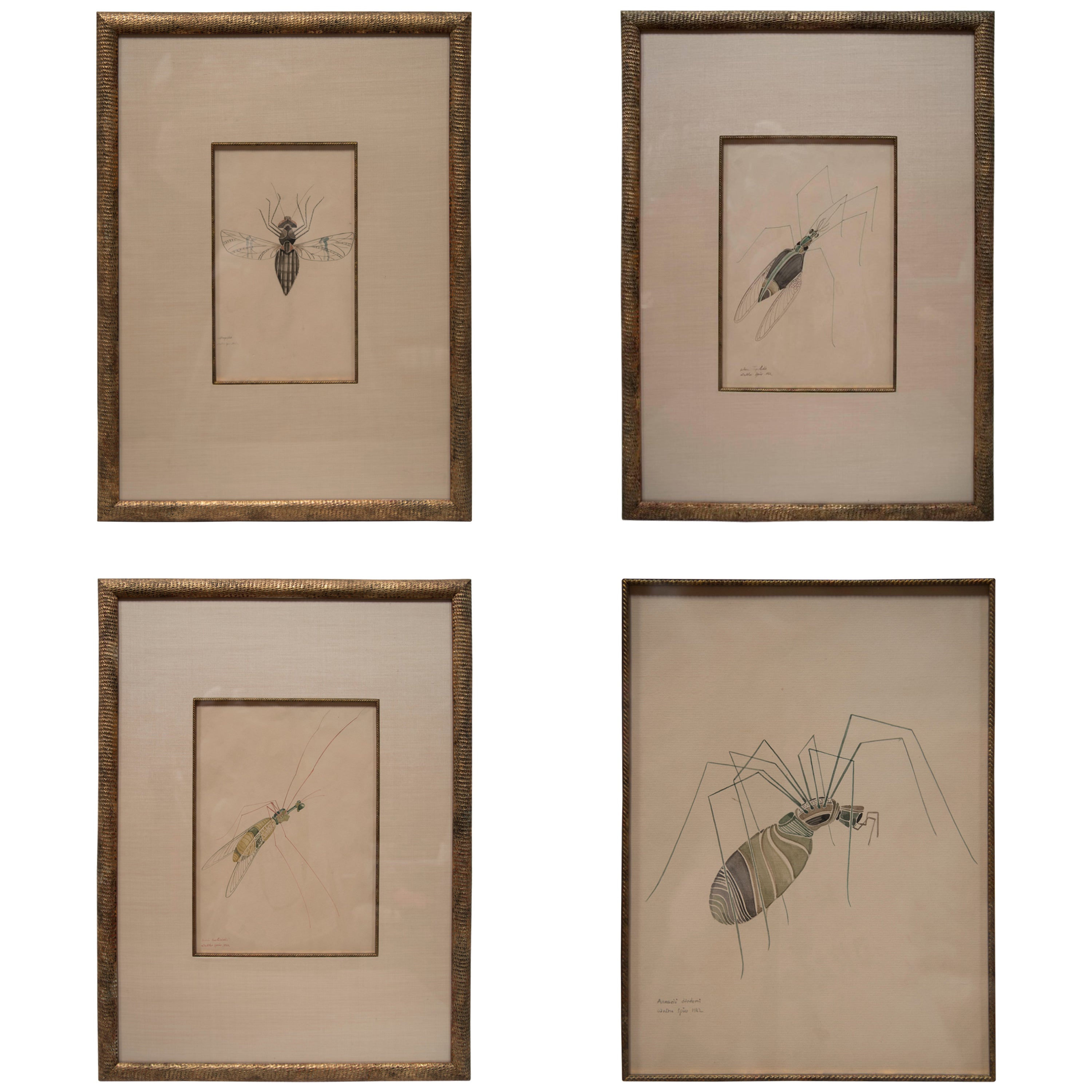 WALTER SPIES WATERCOLOURS [SET OF 4 Insect Drawings]