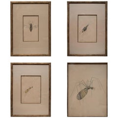 Vintage WALTER SPIES WATERCOLOURS [SET OF 4 Insect Drawings]