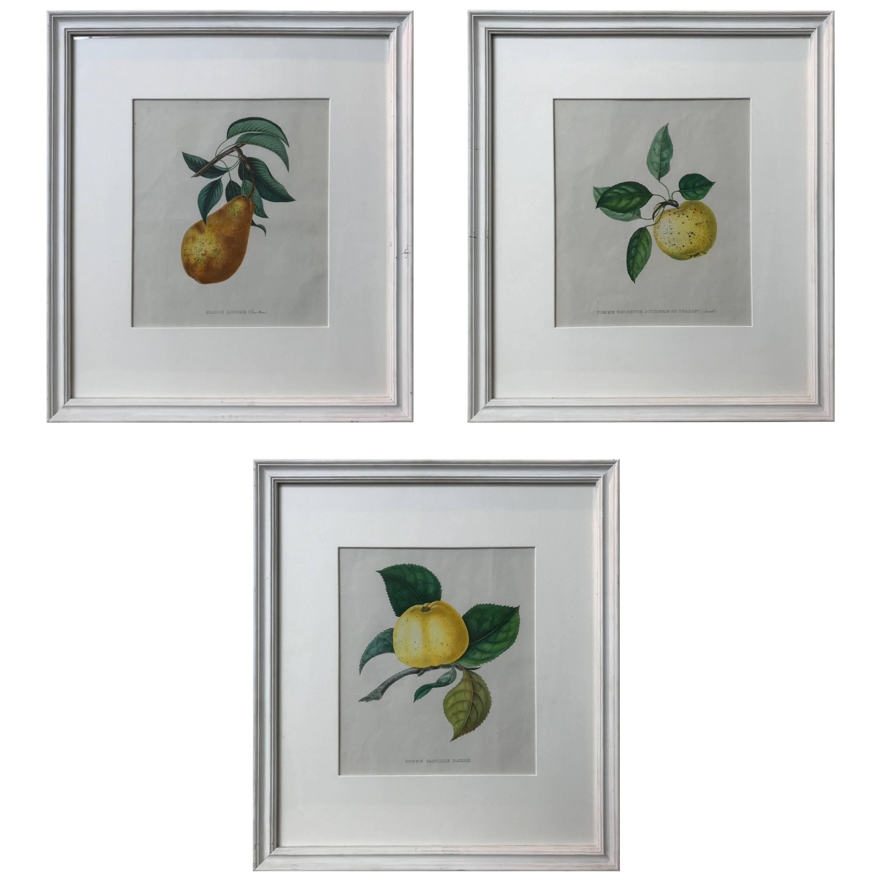 19th Century Set of Three Hand-Colored Fruit Lithographs For Sale