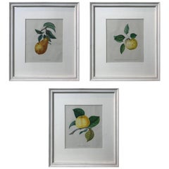 19th Century Set of Three Hand-Colored Fruit Lithographs