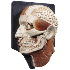 1800s Bock Steger Lips Anatomical Model of Head and Skull