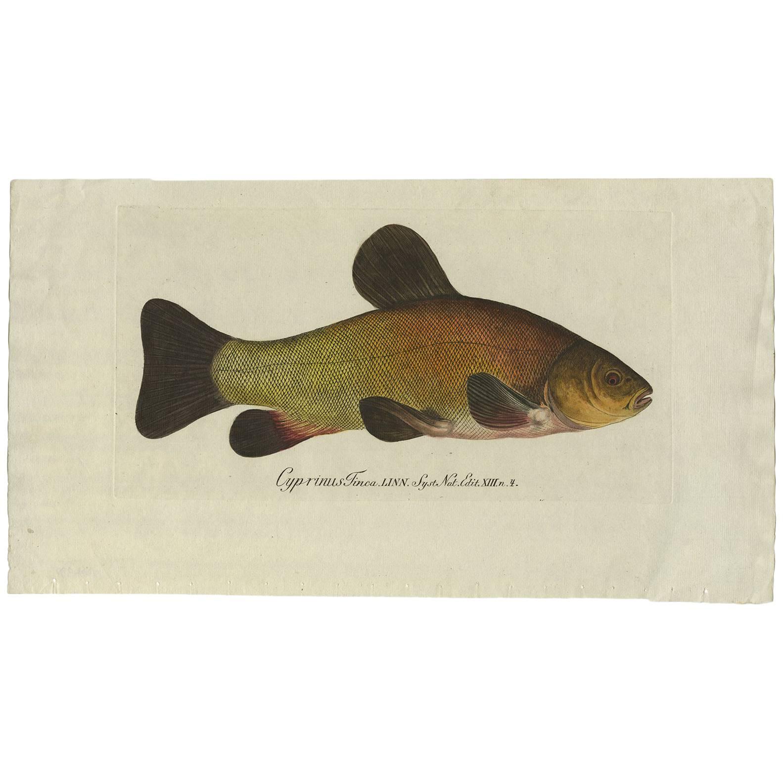 Antiker antiker Fischdruck „Cyprinus Tinca“ oder Arztfisch,  1785