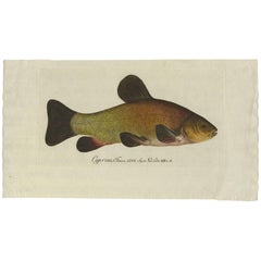 Antique Fish Print 'Cyprinus Tinca' or Doctor Fish,  1785