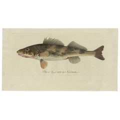 Antique Fish Print 
Perca Zingel
 by C. von Meidinger, 1785