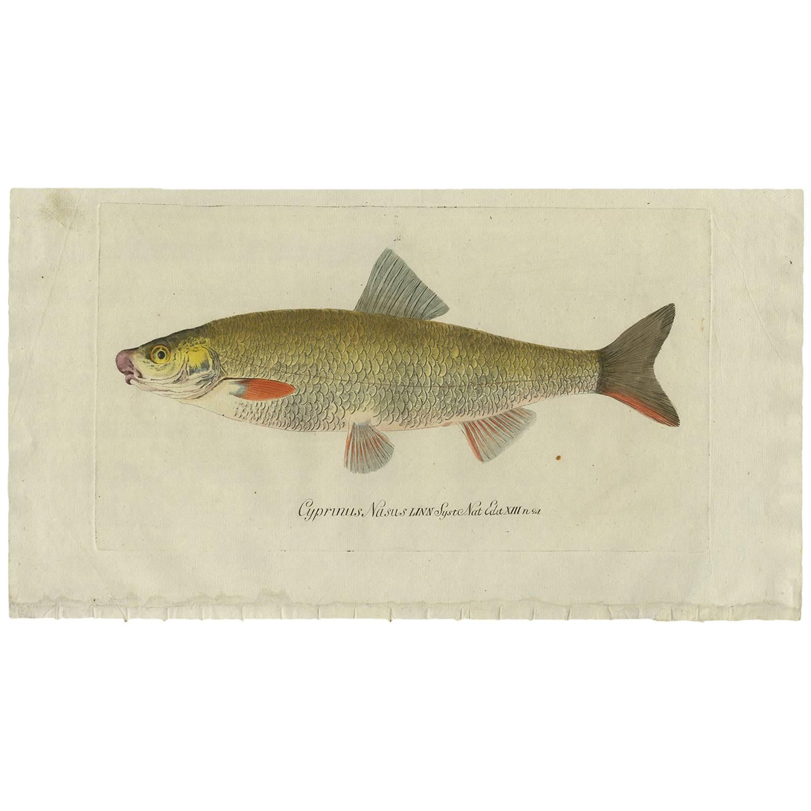 Antique Fish Print 'Cyprinus Nasus' by C. von Meidinger, 1785 For Sale