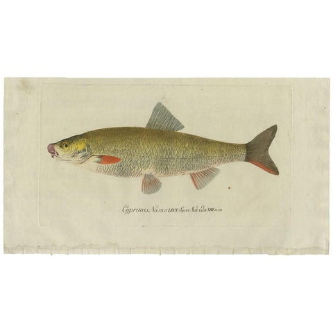 Antique Fish Print 'Cyprinus Nasus' by C. von Meidinger, 1785