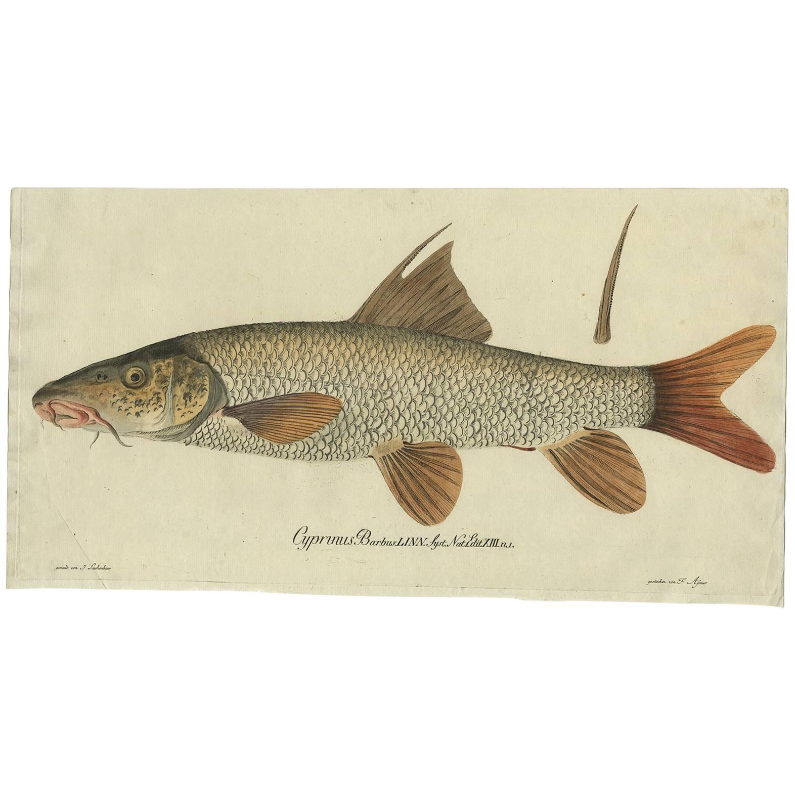 Antique Fish Print 'Cyprinus Barbus' or Common Barbel,  1785 For Sale