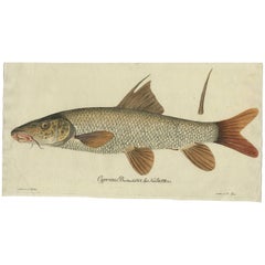 Antiker antiker Fischdruck 'Cyprinus Barbus' oder Common Barbel,  1785