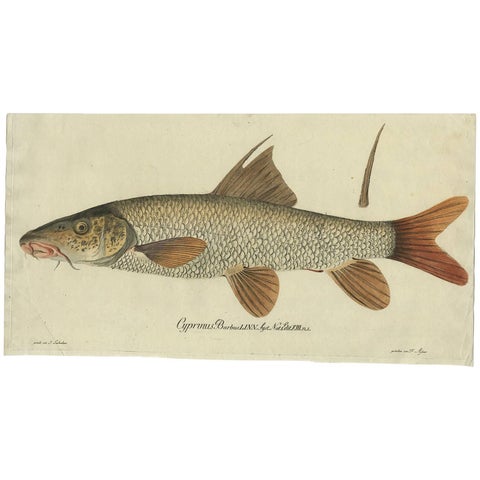 Antique Fish Print 'Cyprinus Barbus' or Common Barbel, 1785