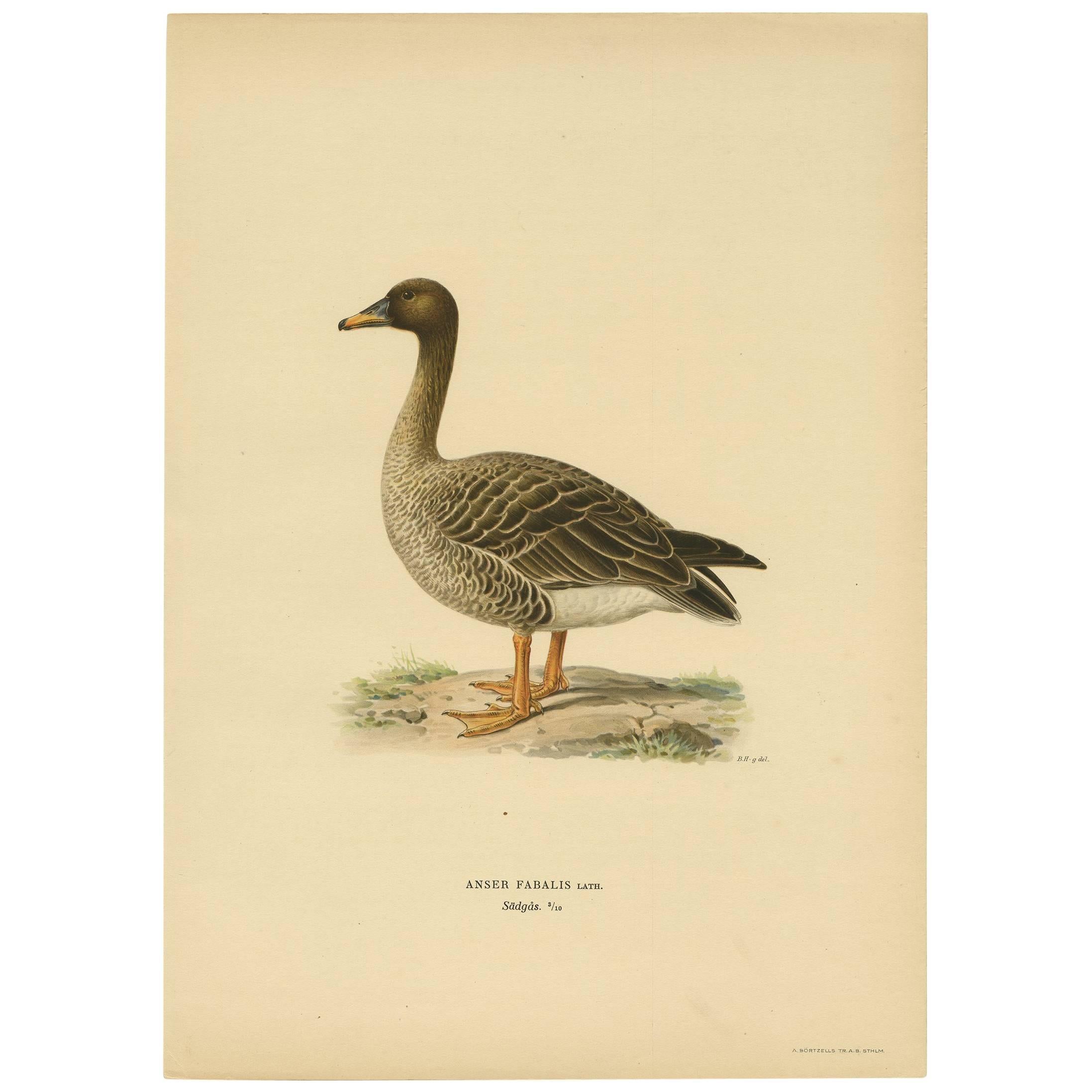 Antique Bird Print of a Taiga Bean Goose ‘Anser Fabalis’, 1917