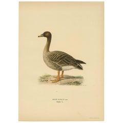 Used Bird Print of a Taiga Bean Goose ‘Anser Fabalis’, 1917