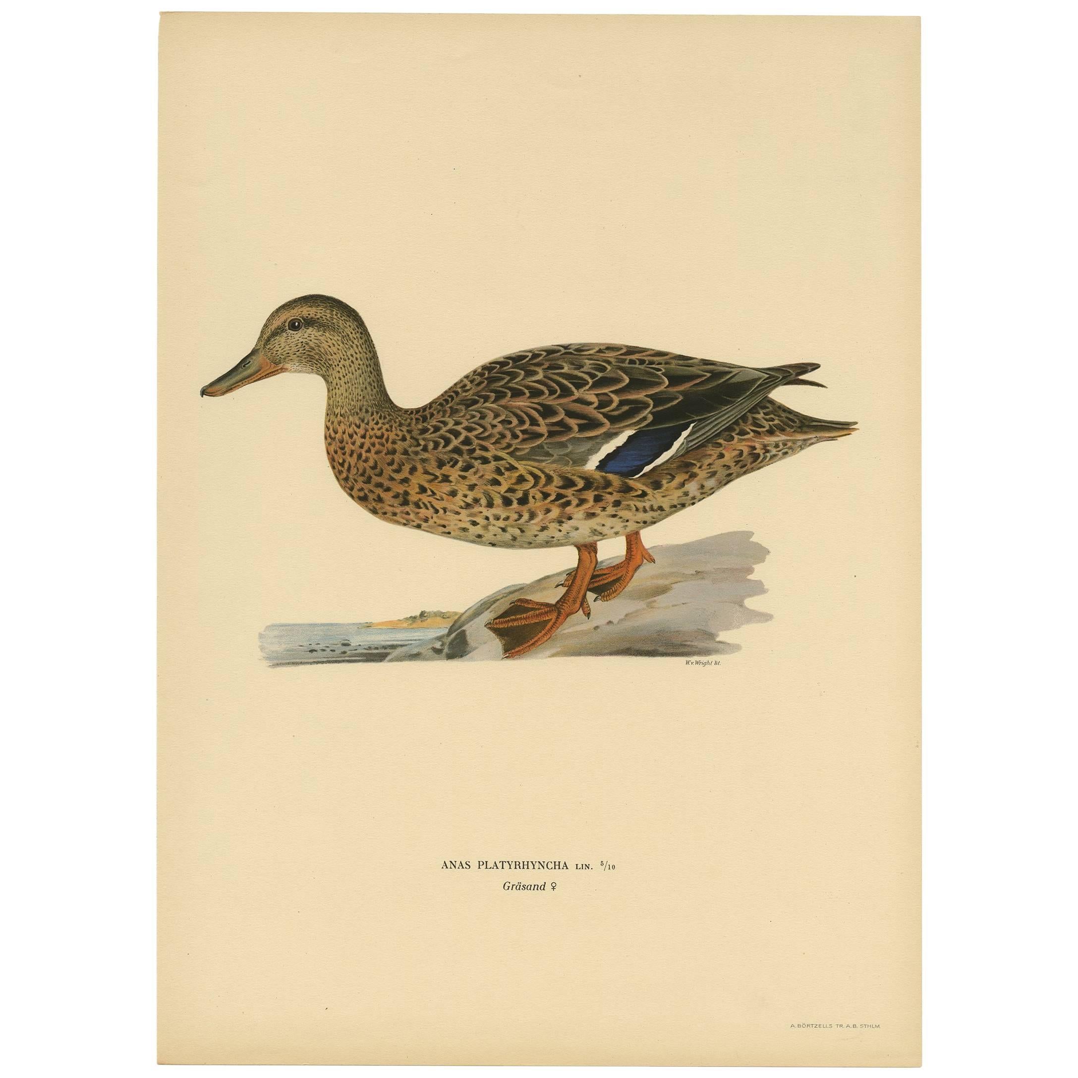 Antique Bird Print of a Mallard 'Anas Platyrhyncha' by M. von Wright, 1917 For Sale