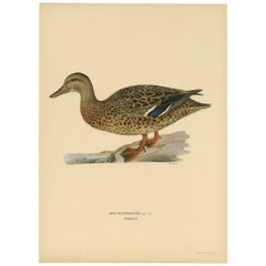 Used Bird Print of a Mallard 'Anas Platyrhyncha' by M. von Wright, 1917