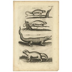 Antique Animal Print of Various Reptiles by J. Johnston, 1657