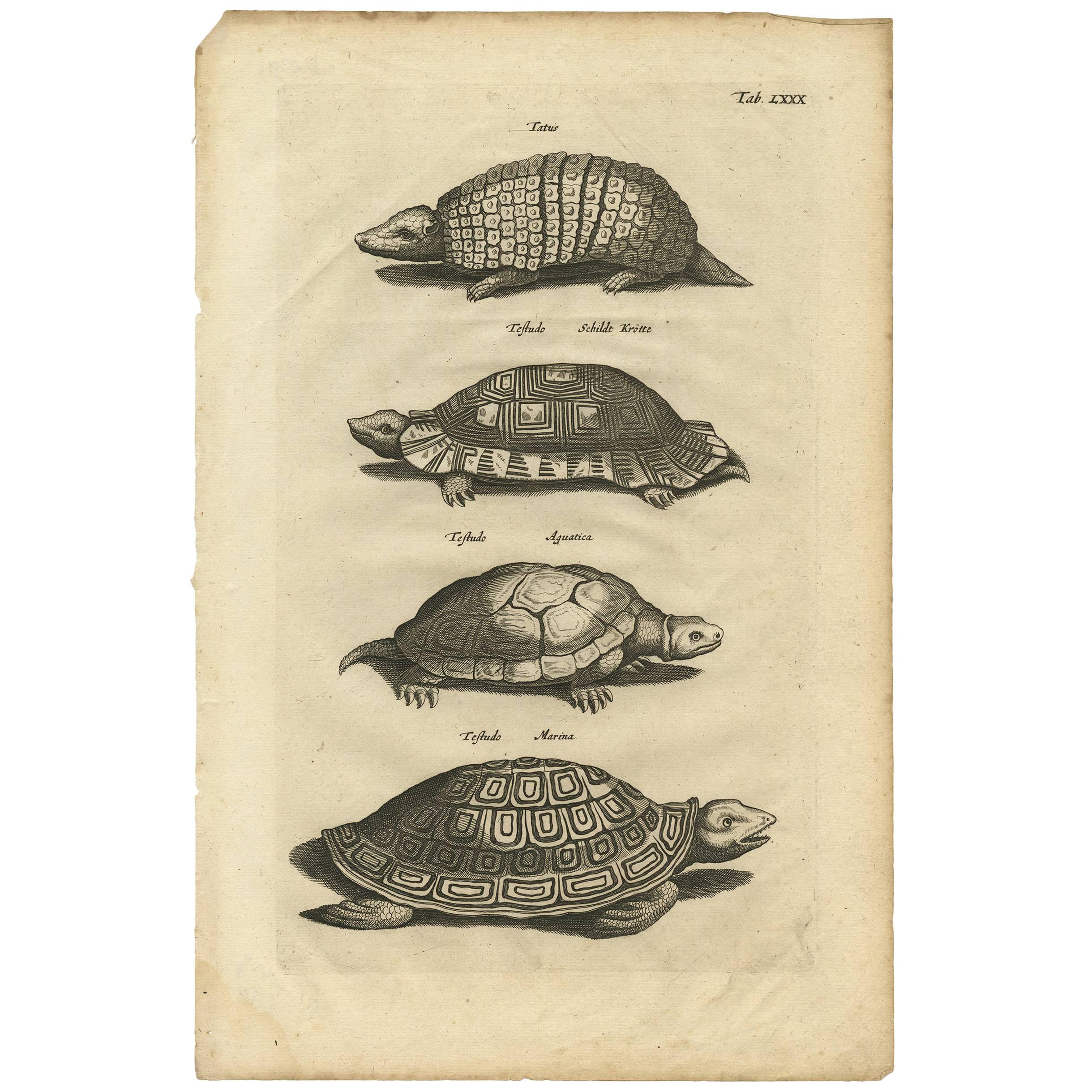 Antique Animal Print of Various Turtles by J. Johnston, 1657