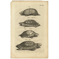 Antique Animal Print of Various Turtles by J. Johnston, 1657