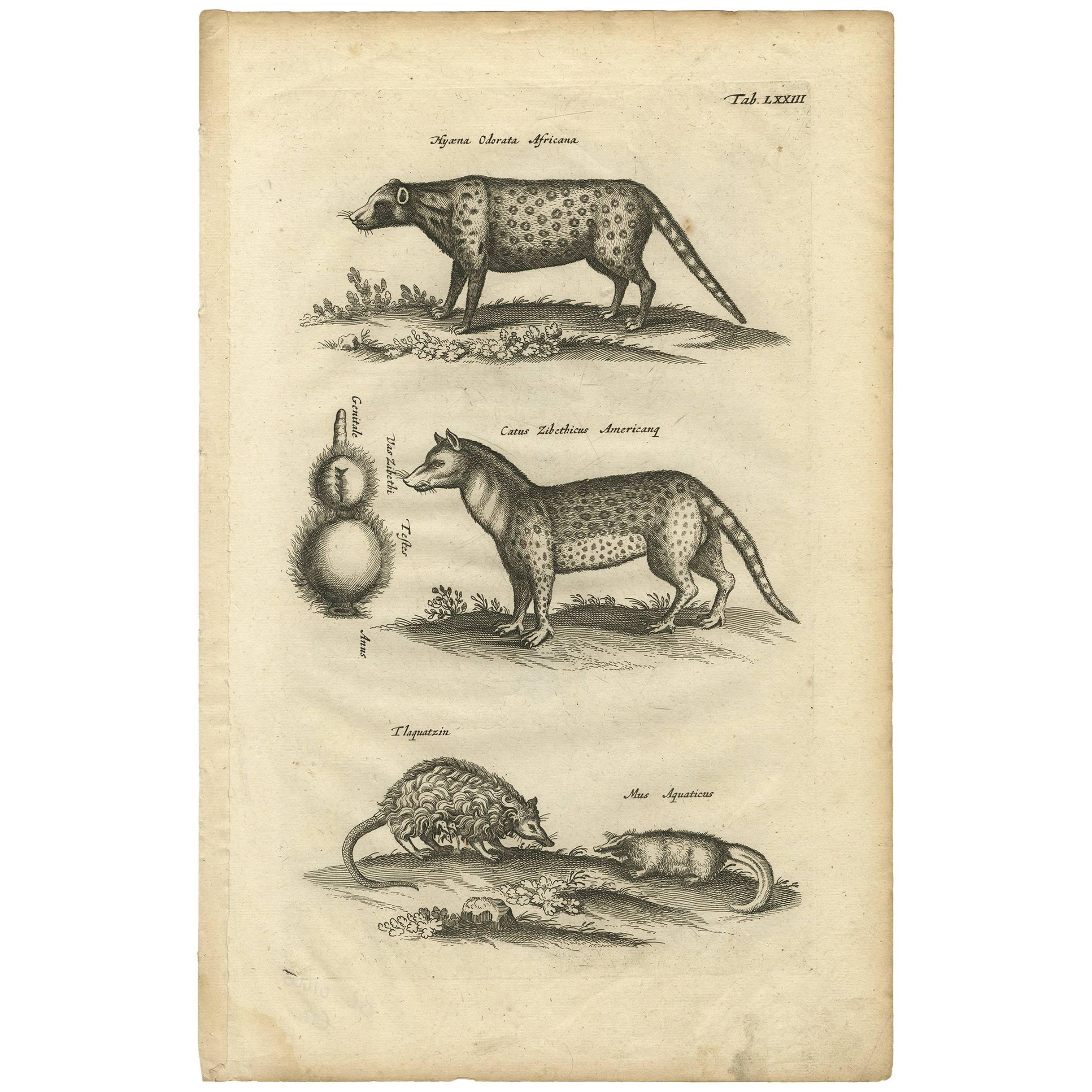 Antique Print of Various Animals by J. Johnston, 1657