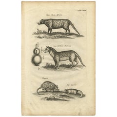 Antique Print of Various Animals by J. Johnston, 1657