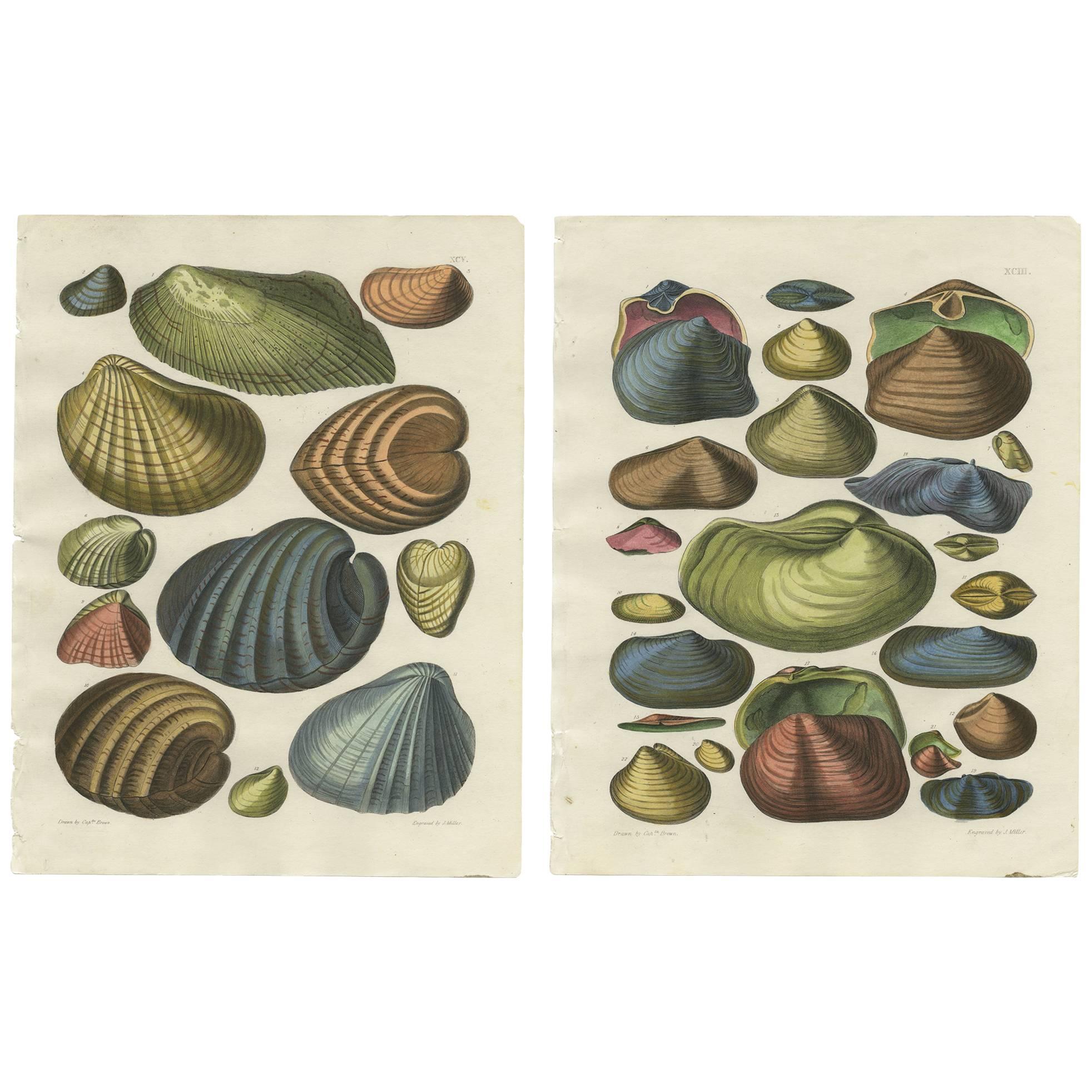 Set of Two Shell Prints Plate XCIII and XCV by Captain T. Brown, 1845 For Sale