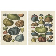 Set of Two Shell Prints Plate XCIII and XCV by Captain T. Brown, 1845